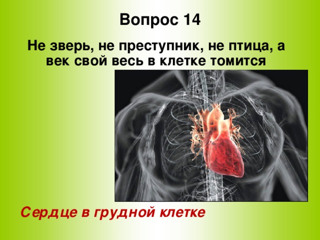 Вопрос 14 Не зверь, не преступник, не птица, а век свой весь в клетке томится        Сердце в грудной клетке