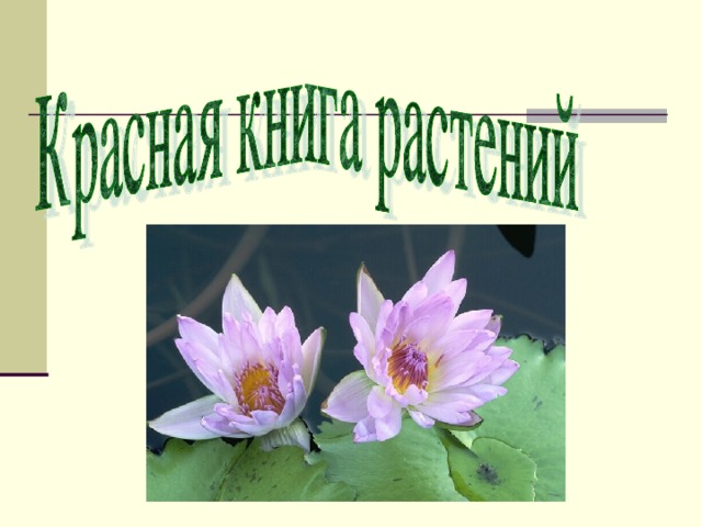 Краснокнижные растения челябинской области фото и описание