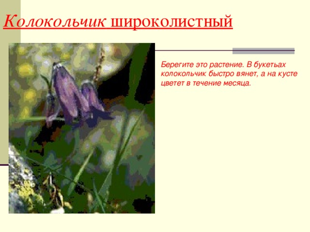 Колокольчик широколистный Берегите это растение. В букетьах колокольчик быстро вянет, а на кусте цветет в течение месяца.