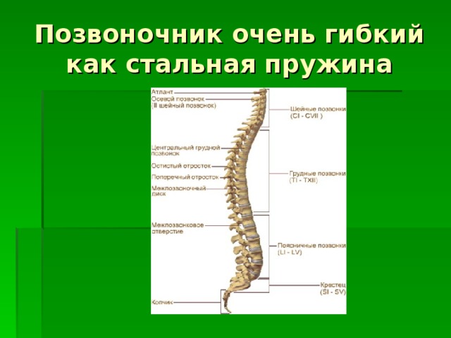 Позвоночник очень гибкий как стальная пружина