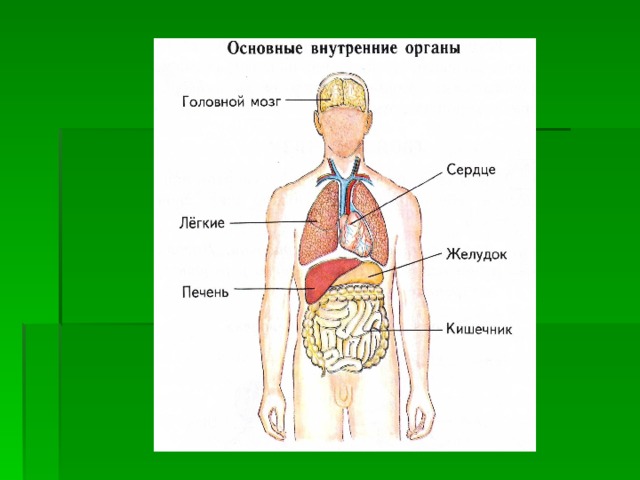 Организм Человека Знакомство