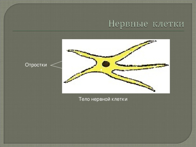 Отростки Тело нервной клетки