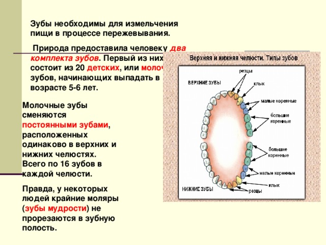 Зубы необходимы для измельчения пищи в процессе пережевывания.  Природа предоставила человеку  два комплекта зубов . Первый из них состоит из 20 детских , или молочных , зубов, начинающих выпадать в возрасте 5-6 лет. Молочные зубы сменяются постоянными зубами , расположенных одинаково в верхних и нижних челюстях. Всего по 16 зубов в каждой челюсти. Правда, у некоторых людей крайние моляры ( зубы мудрости ) не прорезаются в зубную полость.