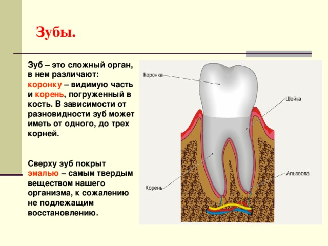 Зубы. Зуб – это сложный орган, в нем различают: коронку – видимую часть и корень , погруженный в кость. В зависимости от разновидности зуб может иметь от одного, до трех корней. Сверху зуб покрыт эмалью – самым твердым веществом нашего организма, к сожалению не подлежащим восстановлению.