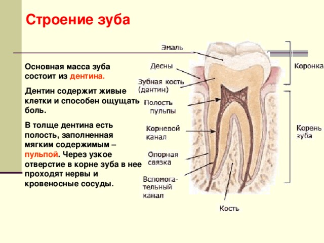 Строение зуба Основная масса зуба состоит из дентина. Дентин содержит живые клетки и способен ощущать боль. В толще дентина есть полость, заполненная мягким содержимым – пульпой . Через узкое отверстие в корне зуба в нее проходят нервы и кровеносные сосуды.