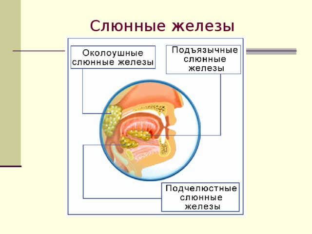 Слюнные железы