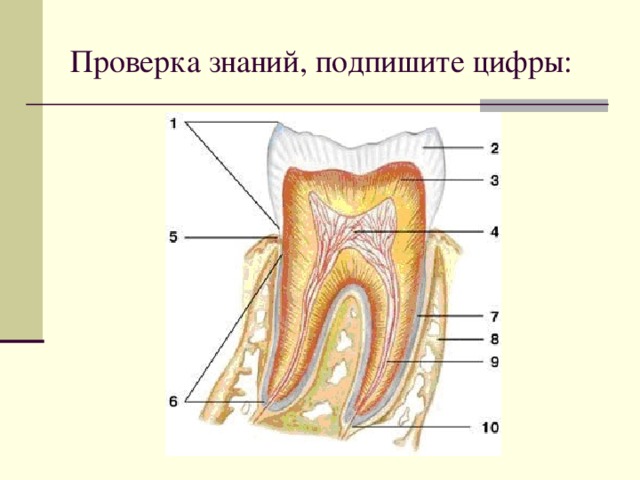 Проверка знаний, подпишите цифры: