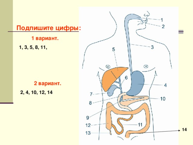 Подпишите цифры:  1 вариант.  1, 3, 5, 8 , 11,  2 вариант.  2, 4, 10, 12, 14 14