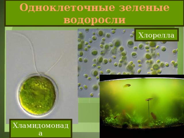 Одноклеточные зеленые водоросли Хлорелла Хламидомонада