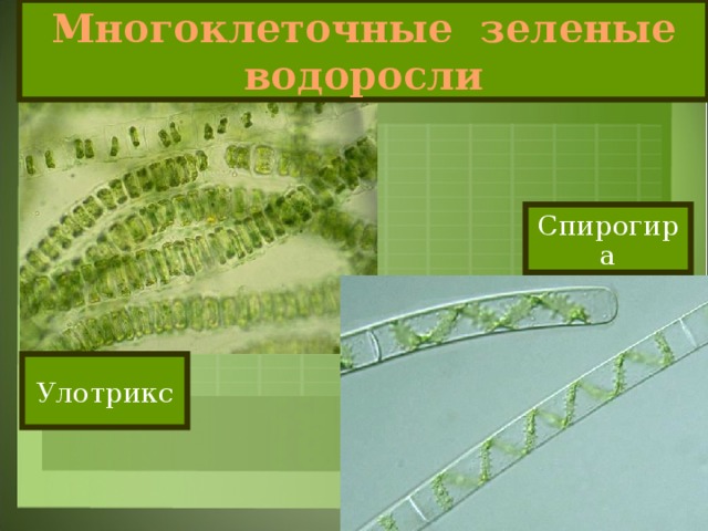 Многоклеточные зеленые водоросли Спирогира Улотрикс