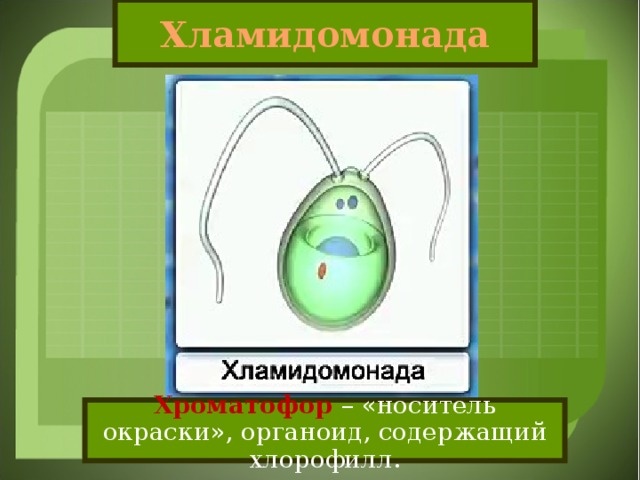 Хламидомонада Хроматофор  – «носитель окраски», органоид, содержащий хлорофилл.