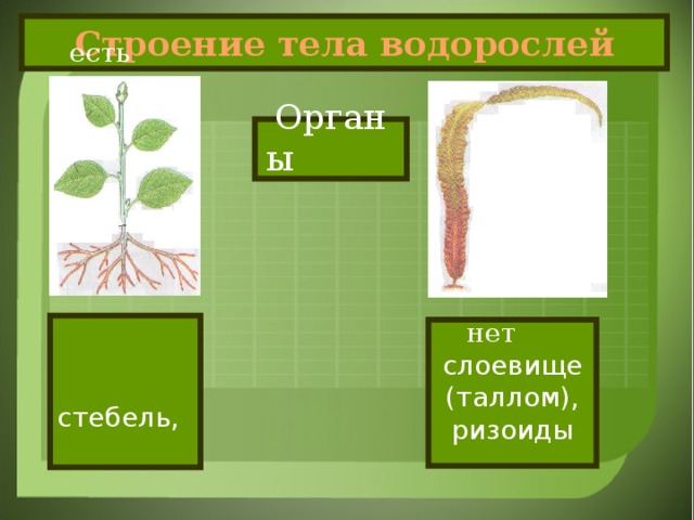 Строение тела водорослей   Органы   есть    корень,  стебель,  листья  нет слоевище (таллом), ризоиды