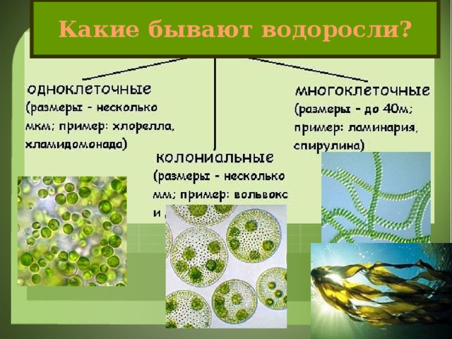 Какие бывают водоросли?