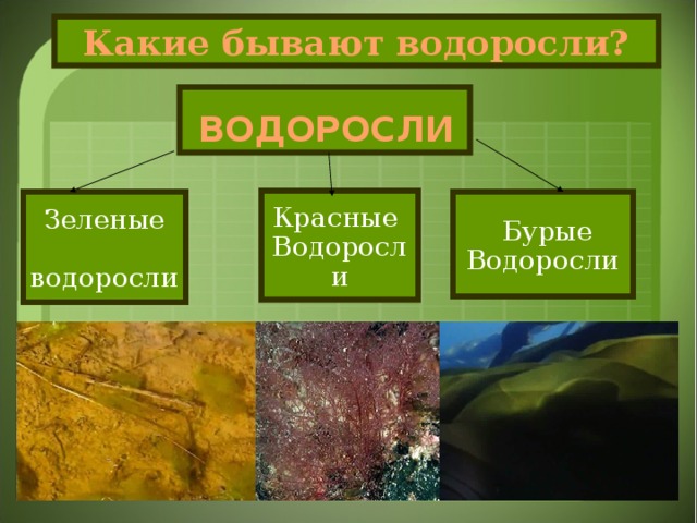 Рассмотрите схему отражающую развитие мира земли зеленые водоросли красные водоросли бурые водоросли