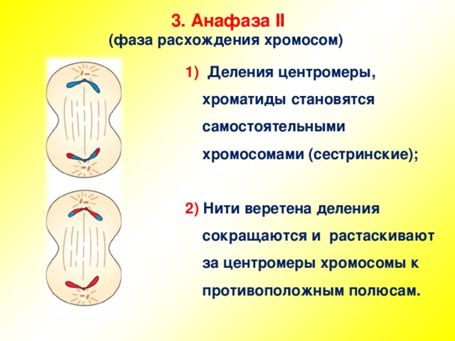 3 . Анафаза II  (фаза расхождения хромосом) 1) Деления центромеры, хроматиды становятся самостоятельными хромосомами (сестринские);  2) Нити веретена деления сокращаются и растаскивают за центромеры хромосомы к противоположным полюсам.