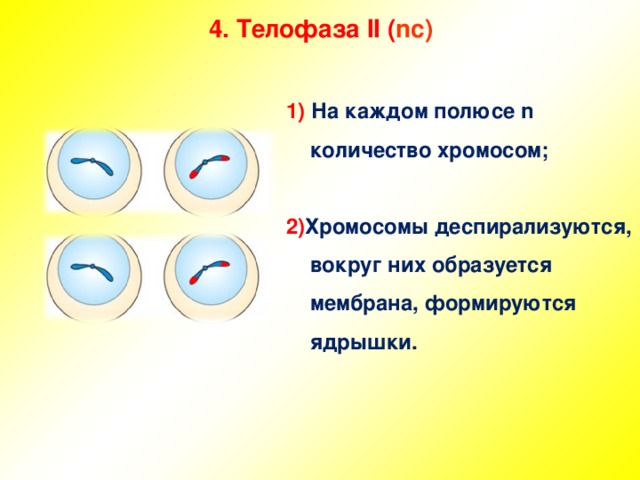 4 . Телофаза II ( nc )   1) На каждом полюсе n количество хромосом;  2) Хромосомы деспирализуются, вокруг них образуется мембрана, формируются ядрышки.