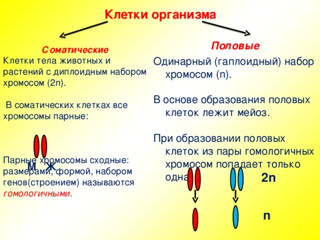 Клетки организма Половые Одинарный (гаплоидный) набор хромосом  ( n) . В основе образования половых клеток лежит мейоз. При образовании половых клеток из пары гомологичных хромосом попадает только одна: Соматические Клетки тела животных и растений с диплоидным набором хромосом ( 2n).  В соматических клетках все хромосомы парные: Парные хромосомы сходные: размерами, формой, набором генов(строением) называются гомологичными. М Ж 2 n n