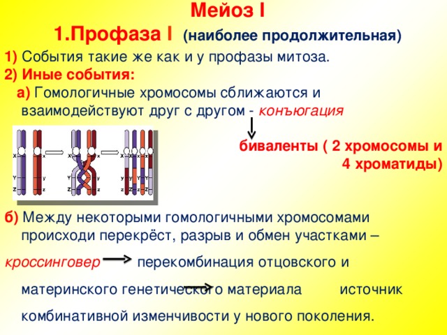 Мейоз I  1 . Профаза  I   (наиболее продолжительная)    1) События такие же как и у профазы митоза. 2) Иные события:  а) Гомологичные хромосомы сближаются и взаимодействуют друг с другом - конъюгация   биваленты ( 2 хромосомы и  4 хроматиды)   б) Между некоторыми гомологичными хромосомами происходи перекрёст, разрыв и обмен участками – кроссинговер перекомбинация отцовского и материнского генетического материала источник комбинативной изменчивости у нового поколения.