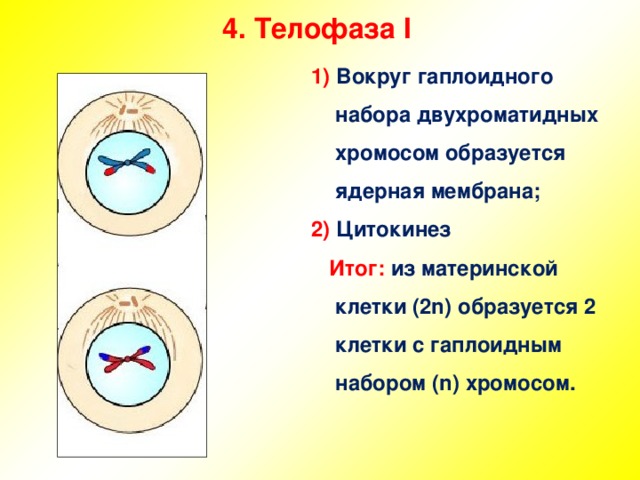 4 . Телофаза I    1) Вокруг гаплоидного набора двухроматидных хромосом образуется ядерная мембрана; 2) Цитокинез  Итог: из материнской клетки ( 2n) образуется 2 клетки с гаплоидным набором ( n) хромосом.