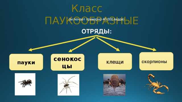 Класс ПАУКООБРАЗНЫЕ (включает примерно 40.000 видов) ОТРЯДЫ: скорпионы   клещи пауки сенокосцы