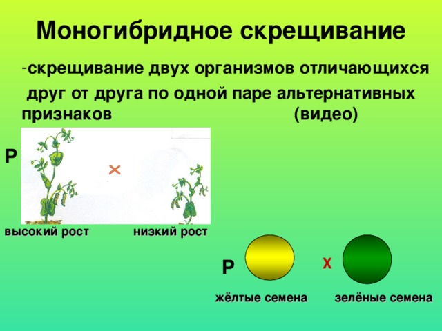 Моногибридное скрещивание скрещивание двух организмов отличающихся  друг от друга по одной паре альтернативных признаков (видео) P высокий рост низкий рост X P жёлтые семена зелёные семена