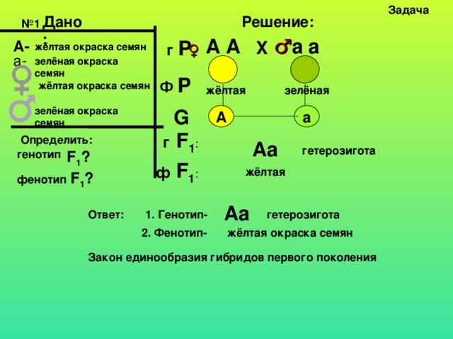 Задача №1  Дано: Решение: ♂ А А а а г Р X А- ♀ жёлтая окраска семян а- зелёная окраска семян Ф Р жёлтая окраска семян жёлтая зелёная зелёная окраска семян G а А г  F 1 : Определить: Аа гетерозигота генотип F 1 ? ф  F 1 : жёлтая F 1 ? фенотип Аа Ответ: 1. Генотип- гетерозигота 2. Фенотип- жёлтая окраска семян Закон единообразия гибридов первого поколения