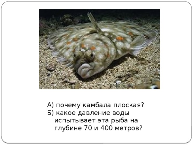А) почему камбала плоская? Б) какое давление воды испытывает эта рыба на глубине 70 и 400 метров?