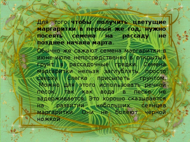 Для того,  чтобы получить цветущие маргаритки в первый же год, нужно посеять семена на рассаду не позднее начала марта . Обычно же сажают семена маргаритки в июне-июле непосредственно в открытый грунт в рассадочные грядки. Семена маргаритки нельзя заглублять, просто сверху слегка присыпать грунтом.  Можно для этого использовать речной песок, так как вода в песке не задерживается. Это хорошо сказывается на развитии небольших сеянцев маргаритки. Они не болеют черной ножкой .