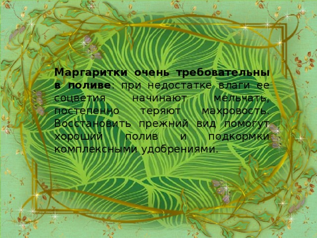 Маргаритки очень требовательны в поливе : при недостатке влаги ее соцветия начинают мельчать, постепенно теряют махровость. Восстановить прежний вид помогут хороший полив и подкормки комплексными удобрениями.