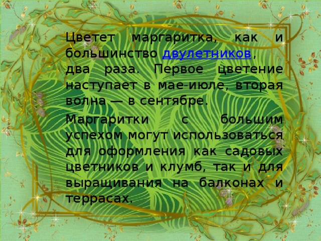 Цветет маргаритка, как и большинство  двулетников , два раза. Первое цветение наступает в мае-июле, вторая волна — в сентябре. Маргаритки с большим успехом могут использоваться для оформления как садовых цветников и клумб, так и для выращивания на балконах и террасах.