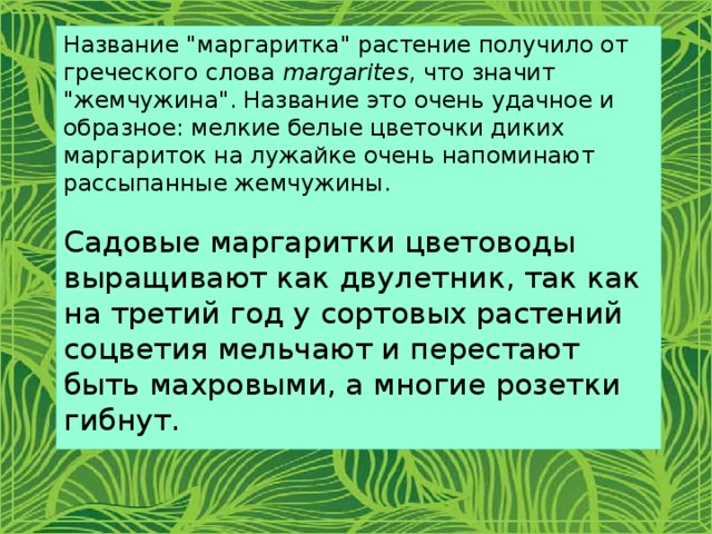 Маргаритки значение. Легенды о Маргаритке для детей. Рассказ про маргаритки.