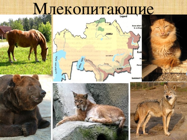 Млекопитающие