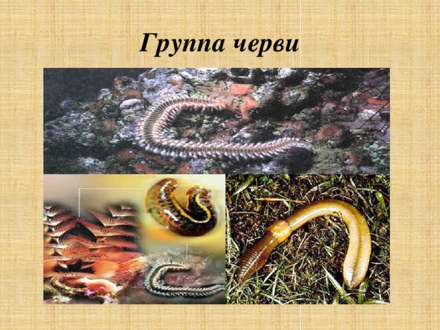 Группа черви