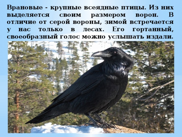 Врановые - крупные всеядные птицы. Из них выделяется своим размером ворон. В отличие от серой вороны, зимой встречается у нас только в лесах. Его гортанный, своеобразный голос можно услышать издали.