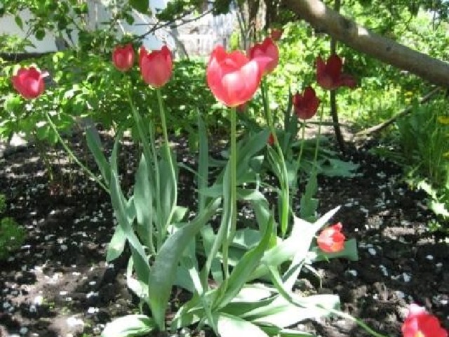 Тюльпаны  Подземные части всех раннецветущих растений утолщены. В них накоплены питательные вещества. Этими запасами и питаются ранней весной цветущие растения .