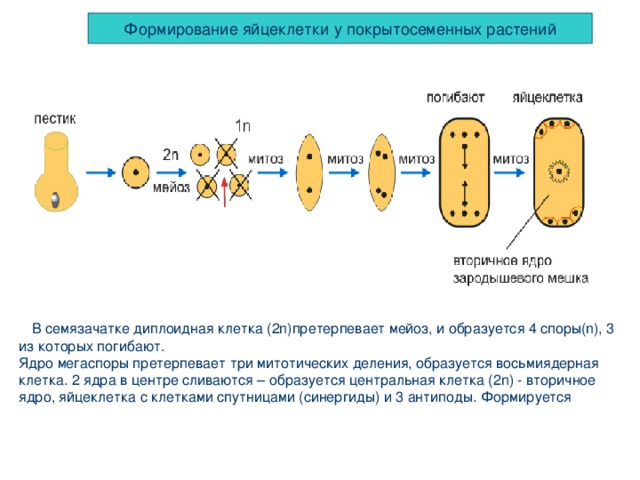 Формирование яйцеклетки у покрытосеменных растений  В семязачатке диплоидная клетка (2 n )претерпевает мейоз, и образуется 4 споры( n ), 3 из которых погибают. Ядро мегаспоры претерпевает три митотических деления, образуется восьмиядерная клетка. 2 ядра в центре сливаются – образуется центральная клетка (2 n ) - вторичное ядро, яйцеклетка с клетками спутницами (синергиды) и 3 антиподы. Формируется