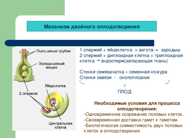 Механизм двойного оплодотворения 1 спермий + яйцеклетка = зигота зародыш 2 спермий + диплоидная клетка = триплоидная клетка эндосперм(запасающая ткань) Стенки семязачатка – семенная кожура Стенки завязи - околоплодник зародыш ПЛОД Необходимые условия для процесса оплодотворения: -Одновременное созревание половых клеток. -Своевременная доставка гамет к гаметам. -Биологическая совместимость двух половых клеток в оплодотворении