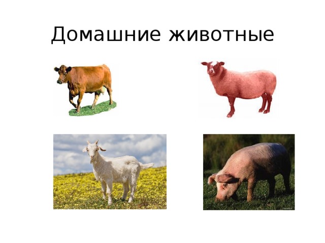 Домашние животные