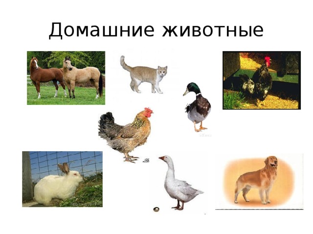 Домашние животные