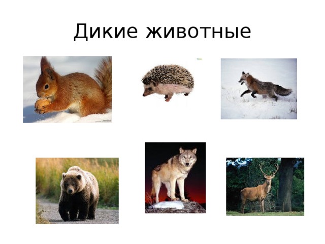 План конспект animals