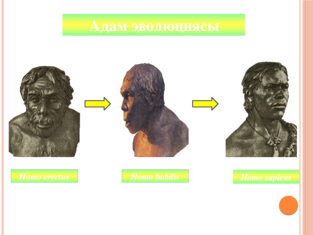 Адам эволюциясы Homo hаbilis Homo erectus Homo sapiens