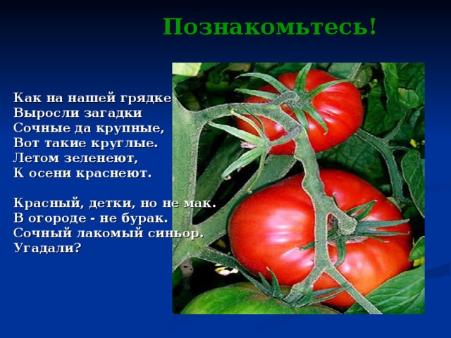 Познакомьтесь! Как на нашей грядке Выросли загадки Сочные да крупные, Вот такие круглые. Летом зеленеют, К осени краснеют.   Красный, детки, но не мак. В огороде - не бурак. Сочный лакомый синьор. Угадали?