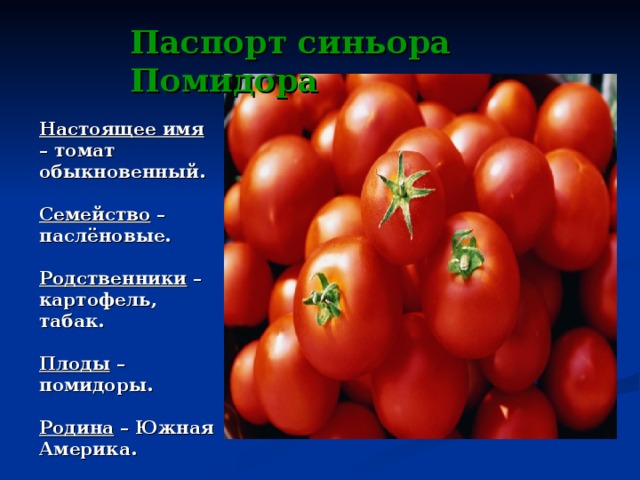 Паспорт синьора Помидора Настоящее имя – томат обыкновенный.  Семейство – паслёновые.  Родственники – картофель, табак.  Плоды – помидоры.  Родина – Южная Америка.