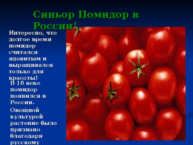 Синьор Помидор в России! Интересно, что долгое время помидор считался ядовитым и выращивался только для красоты! В 18 веке помидор появился в России. Овощной культурой растение было признано благодаря русскому учёному-агроному А. Т. Болотову.