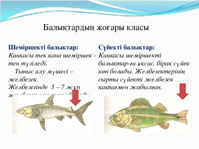 Балықтардың жоғары класы Шеміршекті балықтар: Қаңқасы тек қана шеміршек - тен түзіледі. Тыныс алу мүшесі – желбезек. Желбезегінде 5 – 7 жұп желбезек саңылауы болады. Сүйекті балықтар:  Қаңқасы шеміршекті балықтар-ға ұқсас, бірақ сүйек көп болады. Желбезектерінің сырты сүйекті желбезек қақпағмен жабылған.