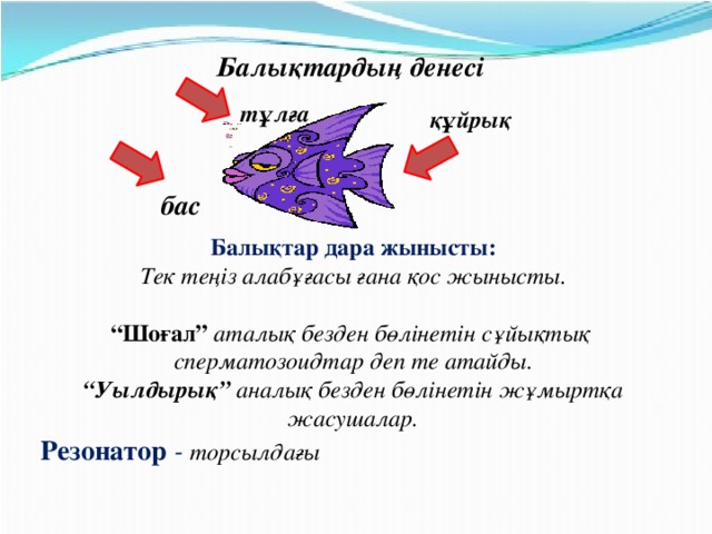 Балықтардың денесі тұлға құйрық бас Балықтар дара жынысты: Тек теңіз алабұғасы ғана қос жынысты. “ Шоғал” аталық безден бөлінетін сұйықтық сперматозоидтар деп те атайды. “ Уылдырық” аналық безден бөлінетін жұмыртқа жасушалар. Резонатор  - торсылдағы