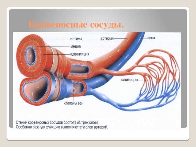 Кровеносные сосуды.