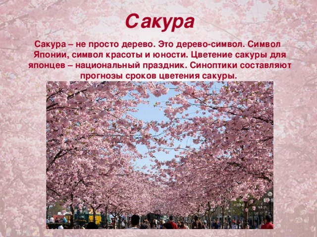 Сакура  Сакура – не просто дерево. Это дерево-символ. Символ Японии, символ красоты и юности. Цветение сакуры для японцев – национальный праздник. Синоптики составляют прогнозы сроков цветения сакуры.