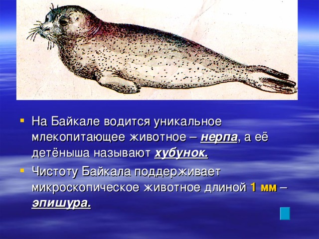 На Байкале водится уникальное млекопитающее животное – нерпа , а её детёныша называют хубунок. Чистоту Байкала поддерживает микроскопическое животное длиной 1 мм – эпишура.