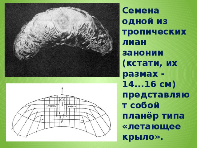 Семена одной из тропических лиан занонии (кстати, их размах - 14...16 см) представляют собой планёр типа «летающее крыло».